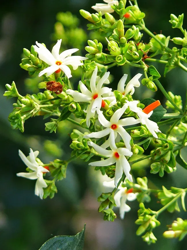 emulsion sollys Continental Night Blooming Jasmine For Sale Online | The Tree Center