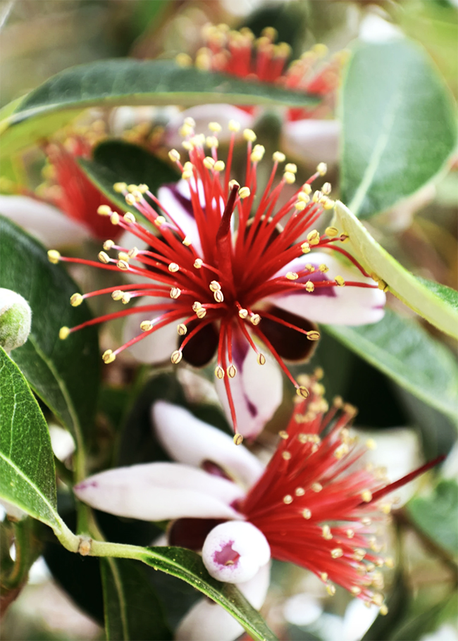 Pineapple Guava Trees For Sale Online The Tree Center