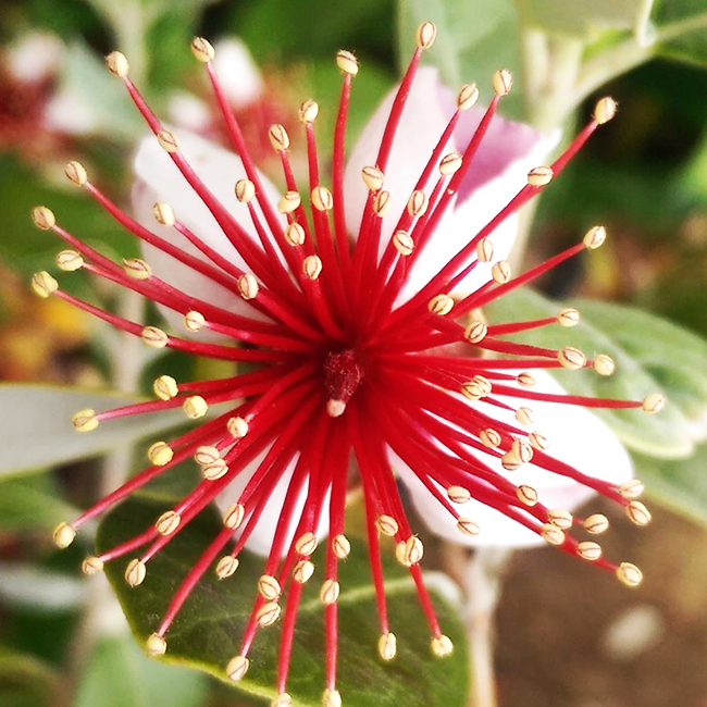 Pineapple Guava Trees For Sale Online The Tree Center