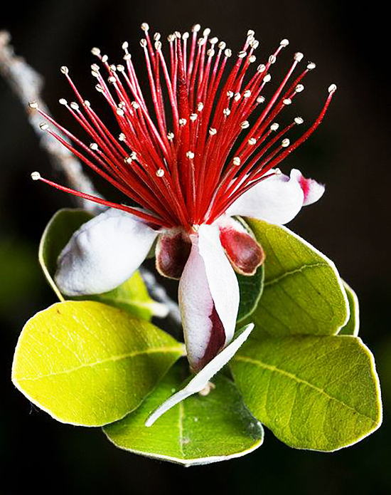 Pineapple Guava Trees For Sale Online The Tree Center