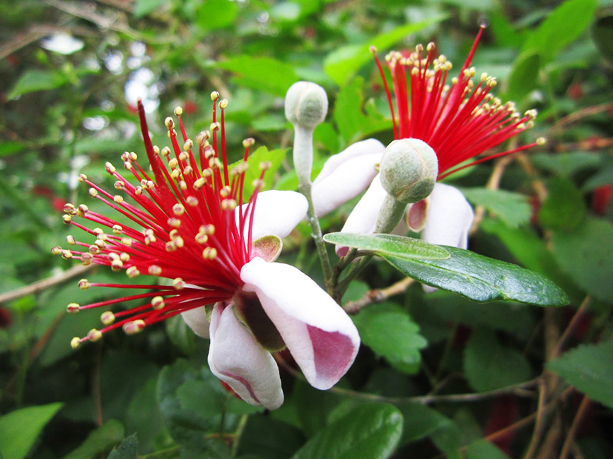 Pineapple Guava Trees For Sale Online The Tree Center