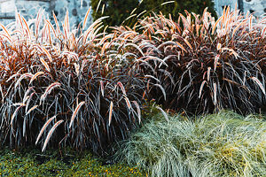 Purple Fountain Grass For Sale | The Tree Center