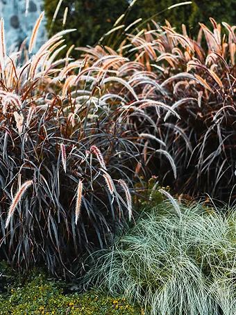 Purple Fountain Grass