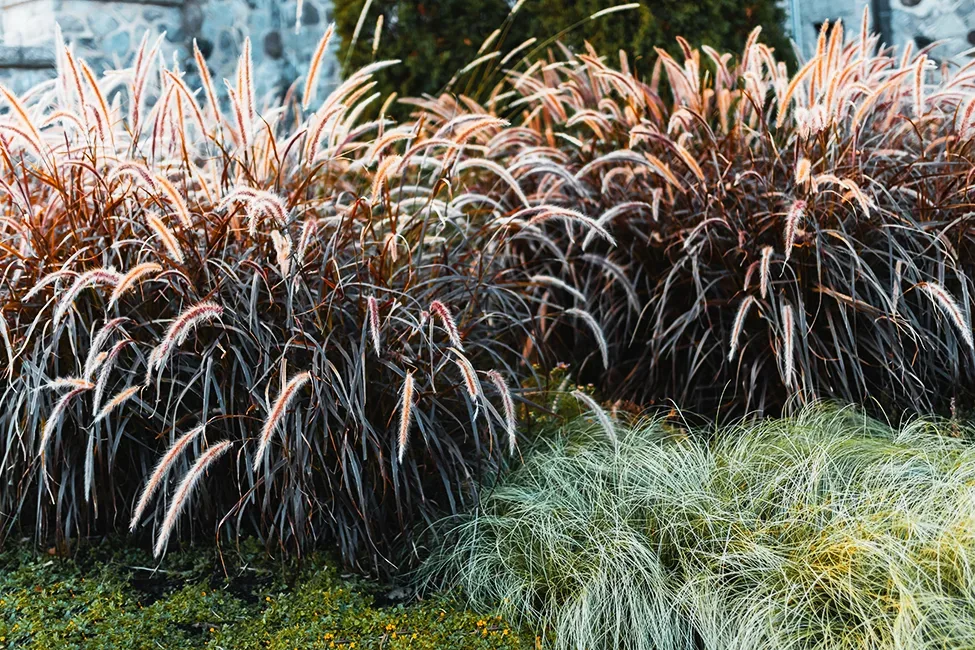 Image of Yucca and purple fountain grass