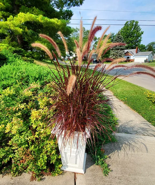 Purple Fountain Grass In Containers Google Search Garden, 40 OFF