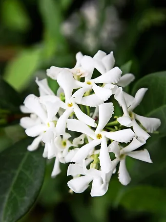 Star Jasmine