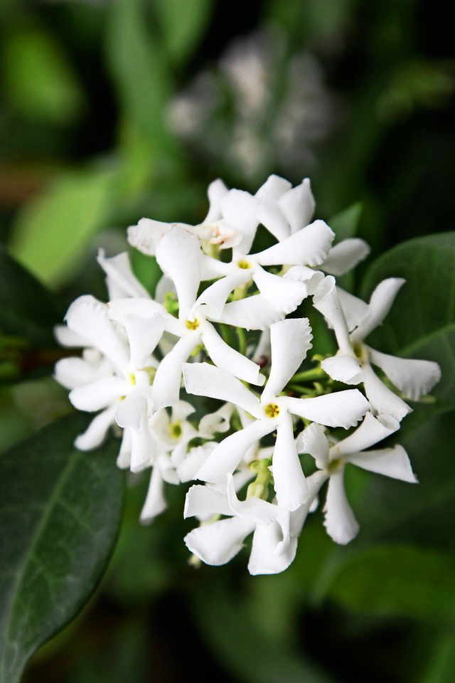Star Jasmine For Sale Online The Tree Center