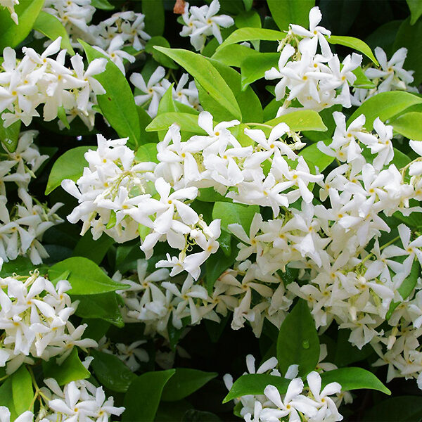 How to Plant and Grow Star Jasmine