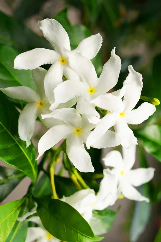 Star Jasmine For Sale Online