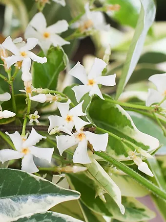 Variegated Southern Jasmine