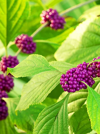 American Beautyberry