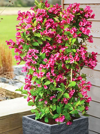 Cherry Towers Of Flowers® Weigela