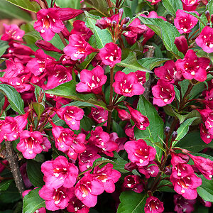 Cherry Towers Of Flowers® Weigela For Sale Online | The Tree Center