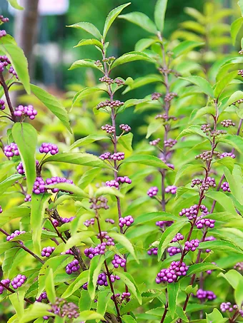 Early Amethyst Beautyberry