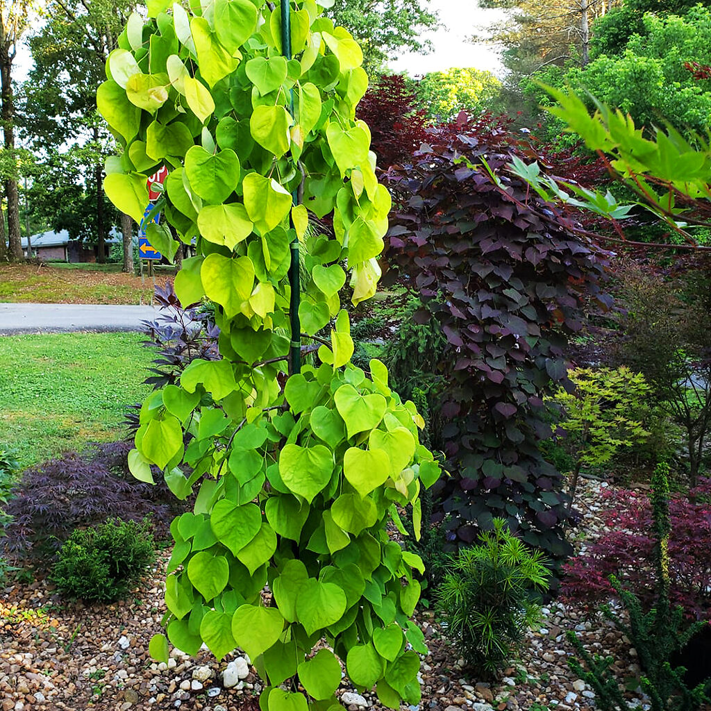 Golden Falls® Redbud For Sale Online The Tree Center