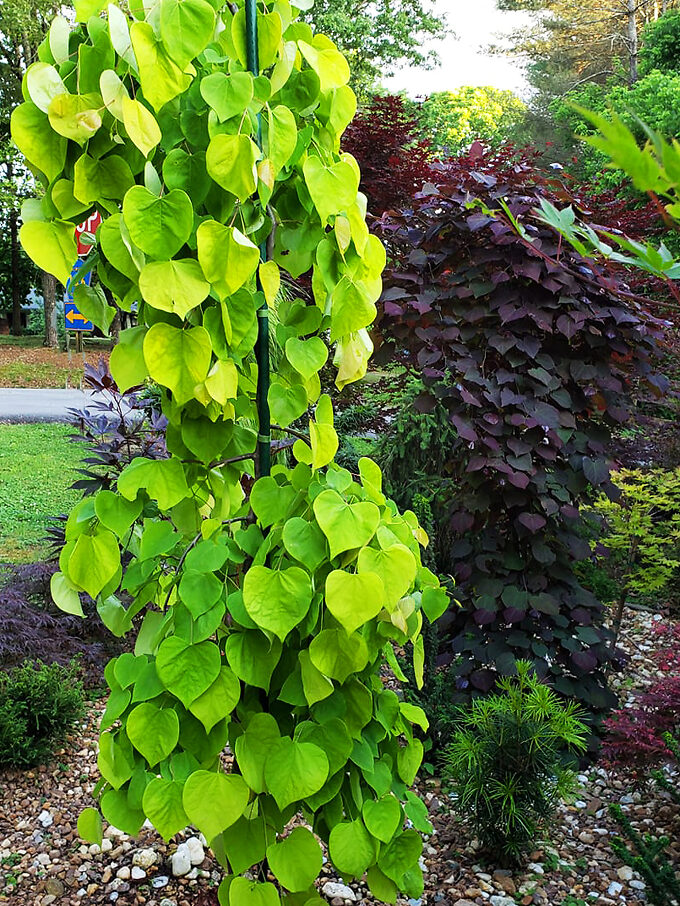 Redbud Trees For Sale Buy Redbud Trees Online The Tree Center