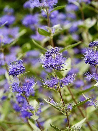 Longwood Blue Caryopteris