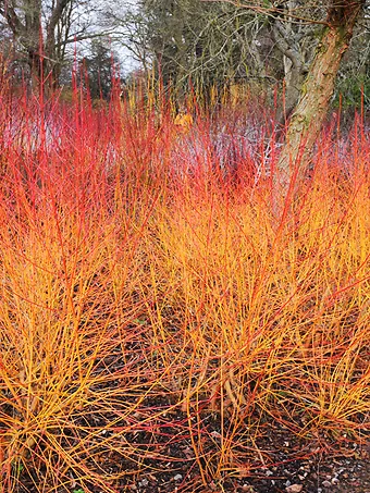 Midwinter Fire Dogwood