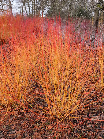 Midwinter Fire Dogwood