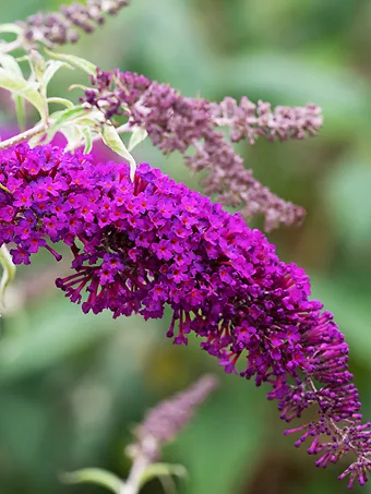 Nanho Purple Butterfly Bush