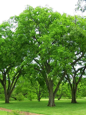 Prairie Expedition® Elm Tree