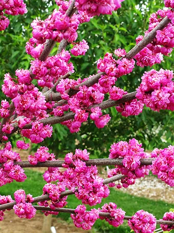 Pink Pom Poms Redbud