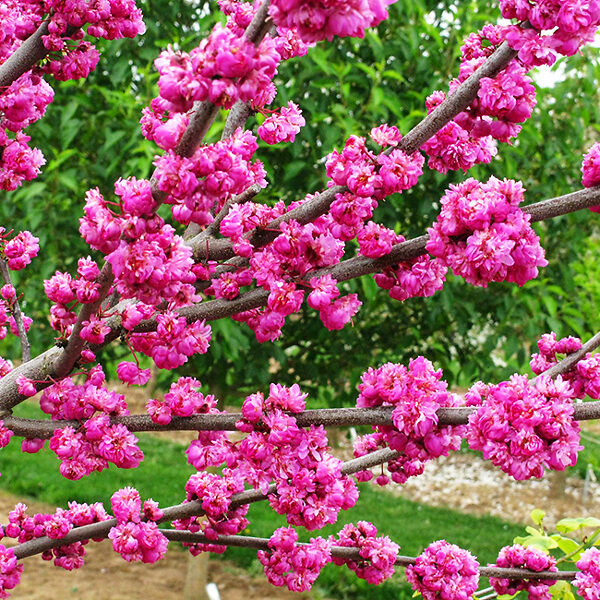 Cercis canadensis 'Pink Pom Poms' Eastern Redbud from Home Nursery