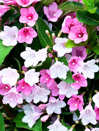 Apple Blossom Towers Of Flowers® Weigela