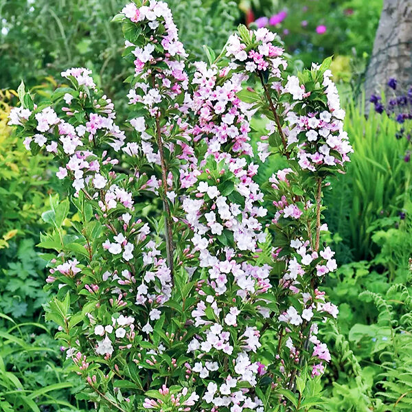 Sonic Bloom® Pure Pink - Weigela florida