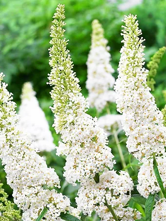 White Profusion Butterfly Bush