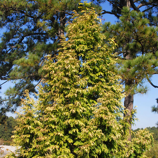 Amber Glow™ Dawn Redwood For Sale Online