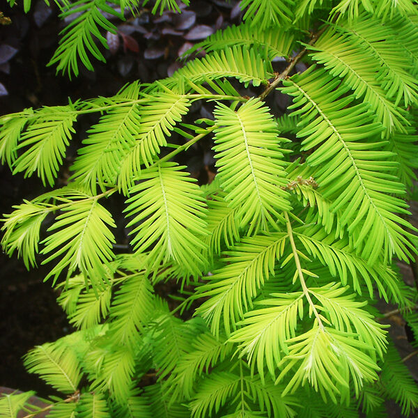 Amberglow Redwood Trees for Sale