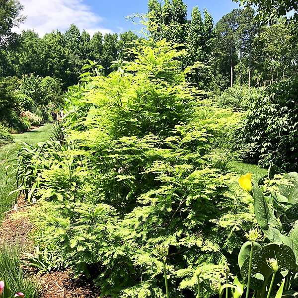 Amber Glow™ Redwood Tree for Sale - Buying & Growing Guide 