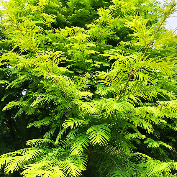 Amberglow Redwood Trees for Sale