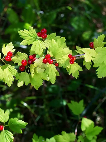 Alpine Currant