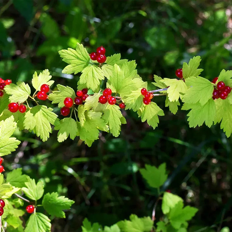Alpine Currant For Sale Online | The Tree Center