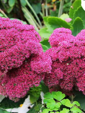 Autumn Joy Sedum