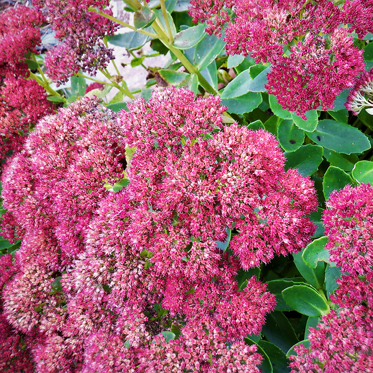 Autumn Joy Sedum For Sale Online The Tree Center