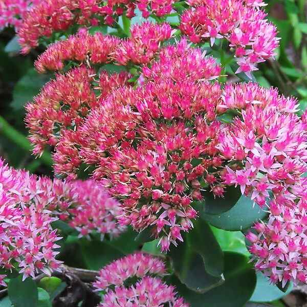 Autumn Joy Sedum For Sale Online | The Tree Center