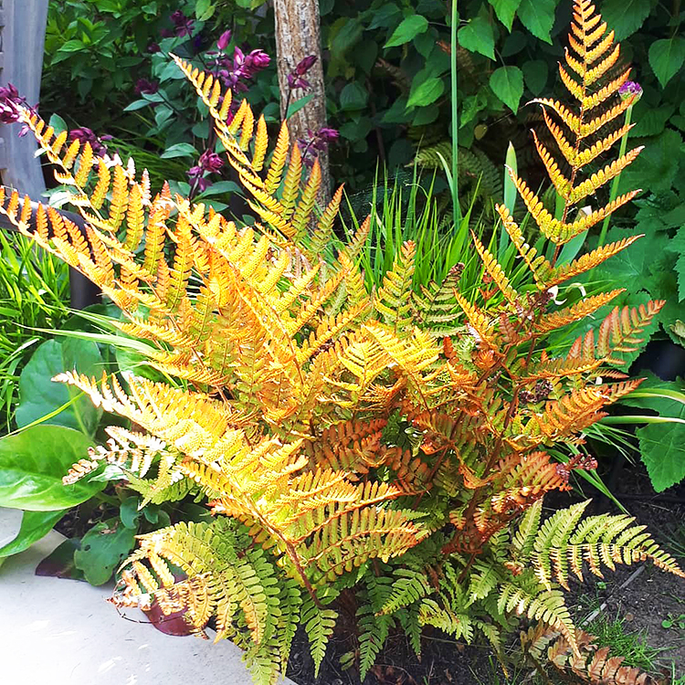 Brilliance Autumn Fern For Sale Online The Tree Center