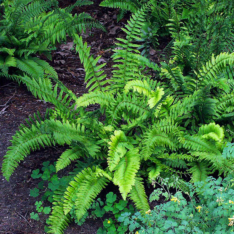 Christmas Fern For Sale Online The Tree Center