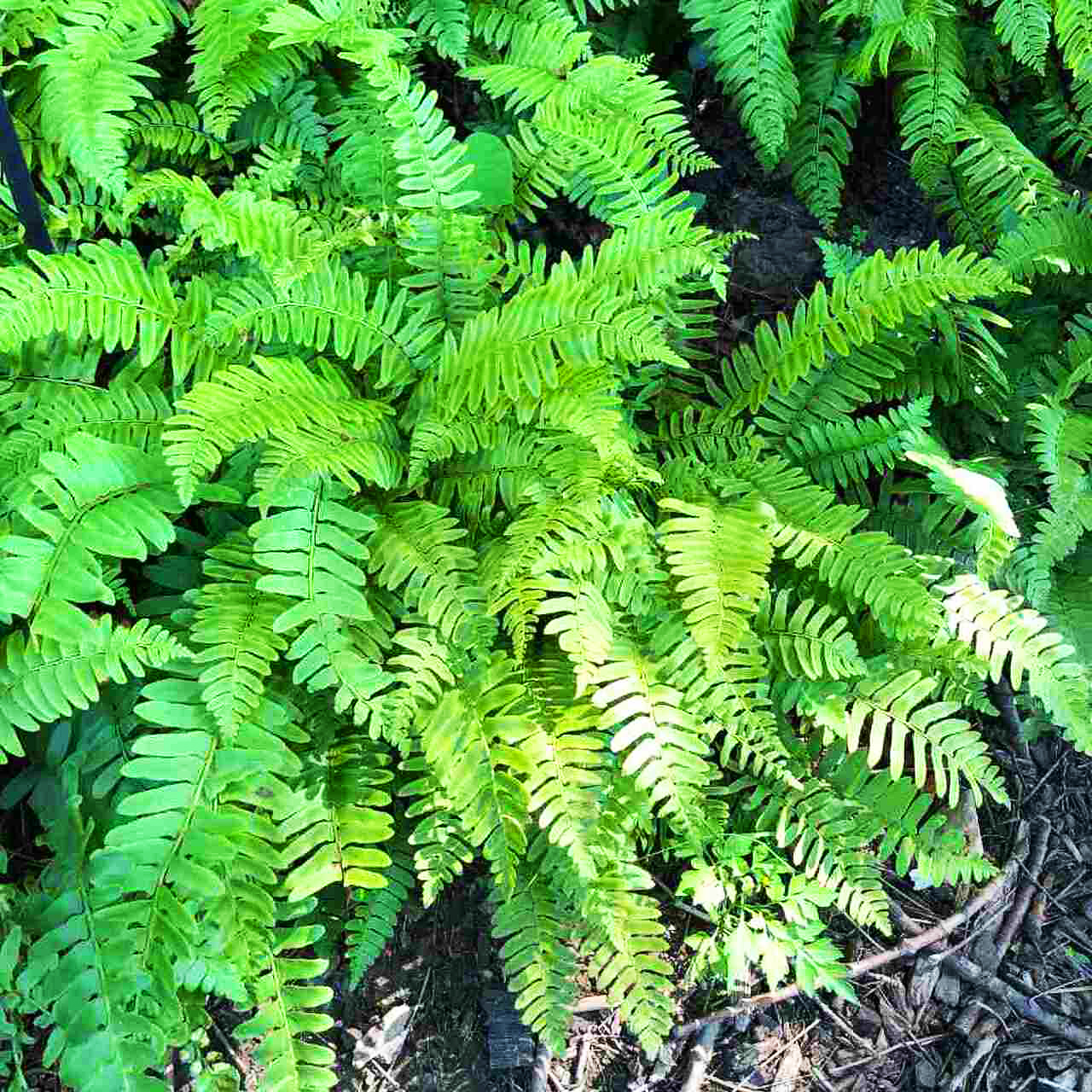 Christmas Fern For Sale Online The Tree Center