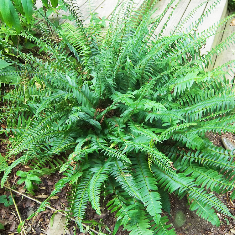 Christmas Fern For Sale Online The Tree Center