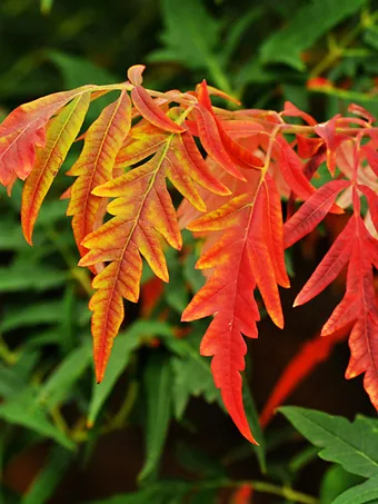 Cutleaf Staghorn Sumac