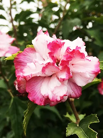 Danica™ Hardy Hibiscus