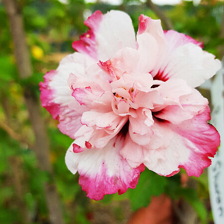 Danica™™ Hardy Hibiscus For Sale Online | The Tree Center
