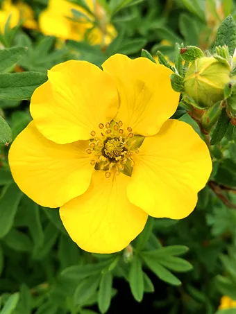 Goldfinger Cinquefoil