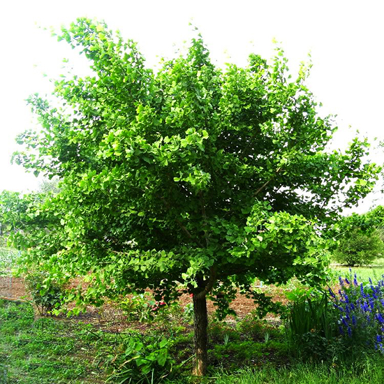 Jade Butterflies Ginkgo Tree For Sale Online The Tree Center