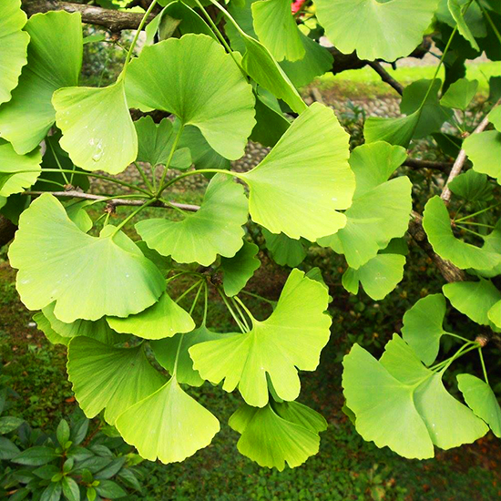 Jade Butterflies Ginkgo Tree For Sale Online The Tree Center