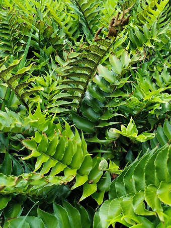 Japanese Holly Fern